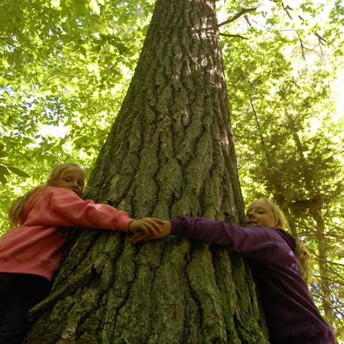 Estivant Pines Guided Eco Hiking Tour Hiking Tours Michigan, Estivant Pines